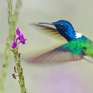 Arenal - White-necked jacobin